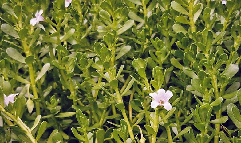 Бях ли твърде жестока, когато критикувах ръчно изработения подарък на рождения си ден?