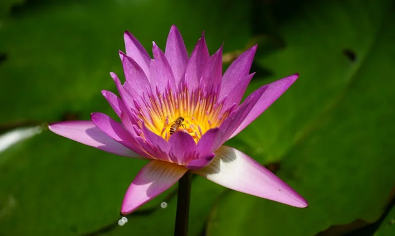 Къщата на майка му – битката за доверието в семейството