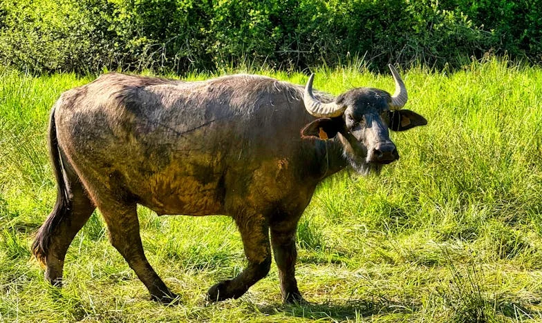 Когато домът се превърна в бойно поле: Историята на една жена между дълга и любовта
