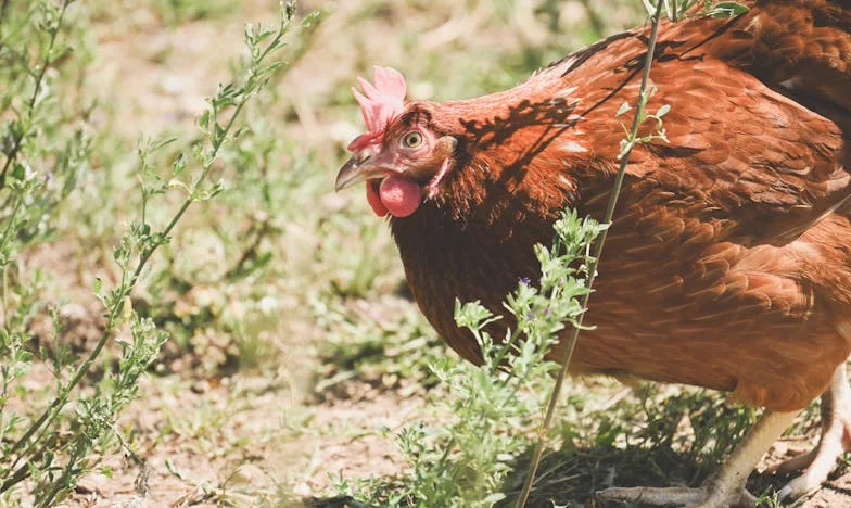 Когато майка ти падне, а ти си далеч: Историята на една нощ, която промени всичко