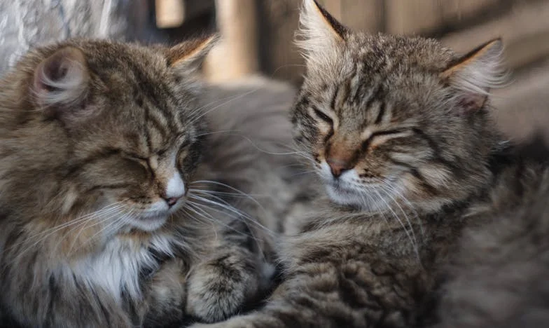 Милионерът и младата красавица: История за любов, предразсъдъци и загуба в сърцето на София