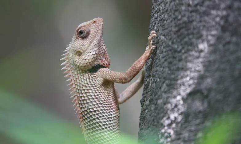 Цветята на моята смелост: Историята на една бална нощ
