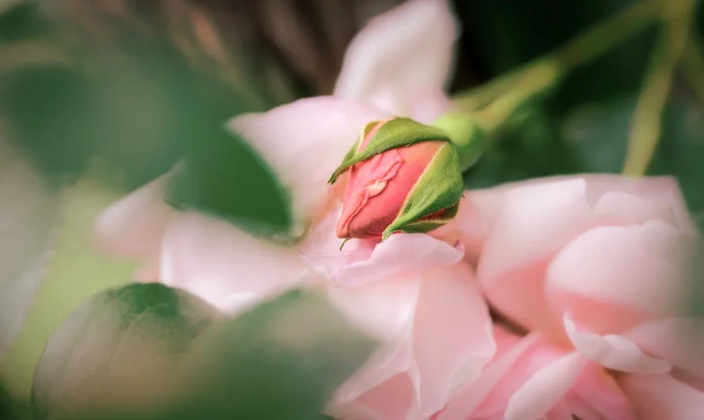 Когато домът ти стане чужд: Историята на една майка и нейните деца