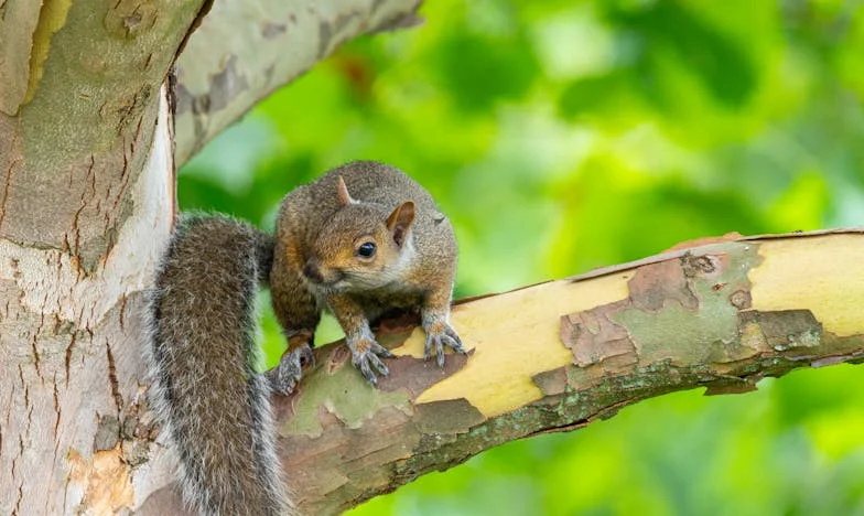 Лято при баба Нора: Сезон на неспокойствие и съревнование