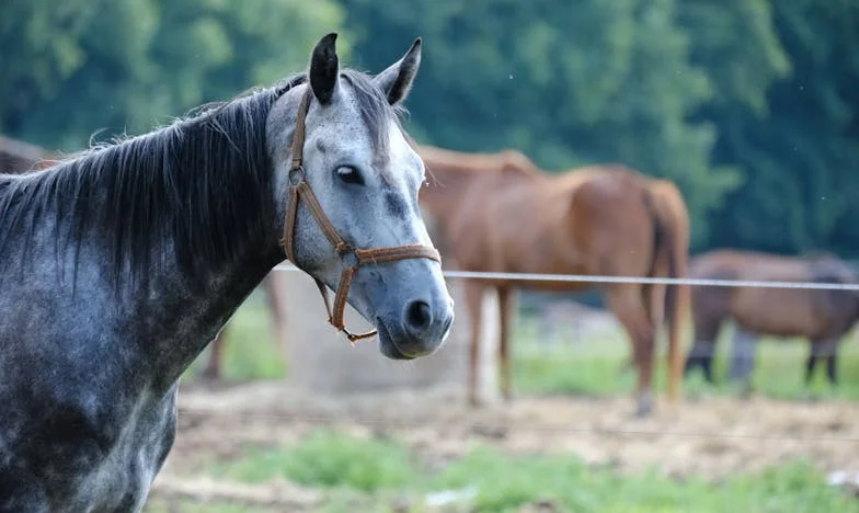 Мълчанието между нас: История за майка, брат и изборите, които ни разделят