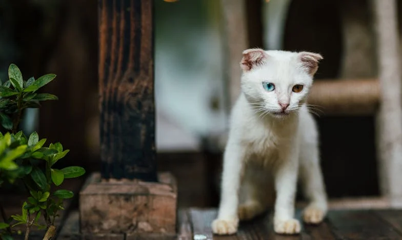 Малката Надежда: Историята на осемгодишната Мария и пожарникарите от село Долно поле