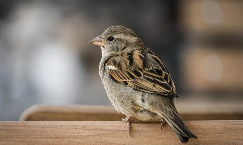 „Мислех, че имам идеалния зет“: Докато не ми поиска пари за гледане на внучето
