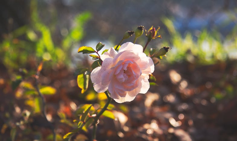 Молитва в тъмнината: Как намерих покой сред бурята с моята свекърва