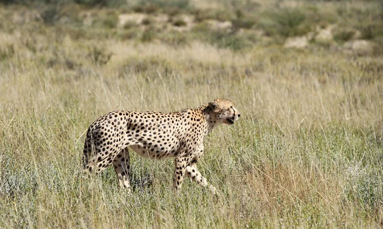 Назаем от тъста: Цената на едно отчаяние
