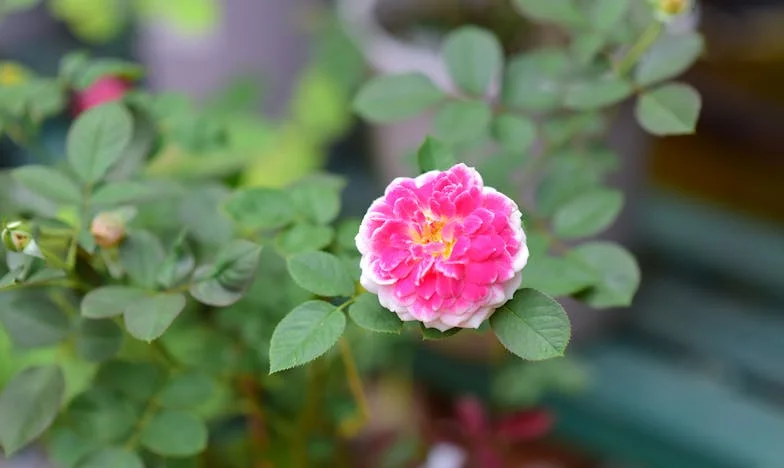 Нов дом за дядо Кольо: Пътят от самотата към ново начало