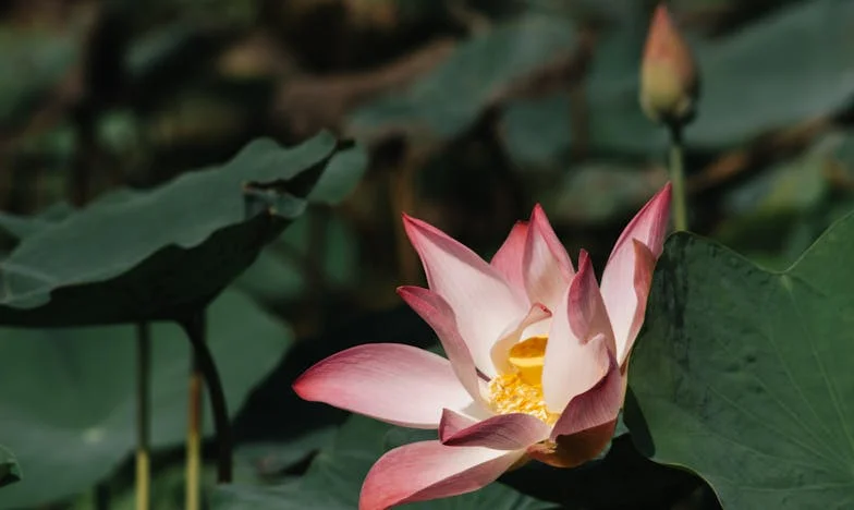 „Няма да видиш повече внуците си“ – една майка между вината и надеждата