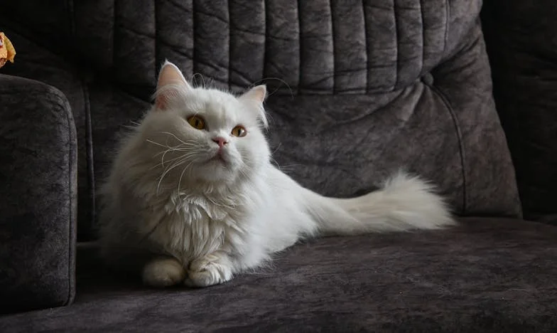 Отмъщението на една снаха: Когато чашите не са просто мръсни