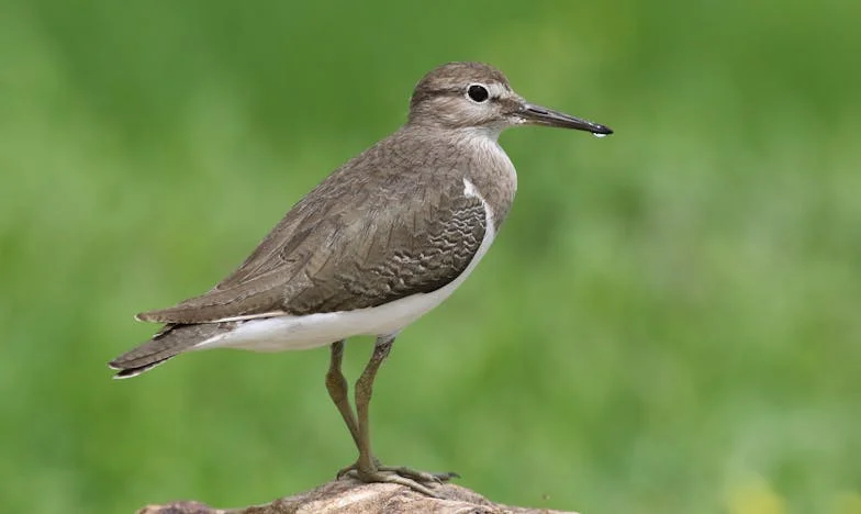 Отвъд хоризонта: Ново начало на 48