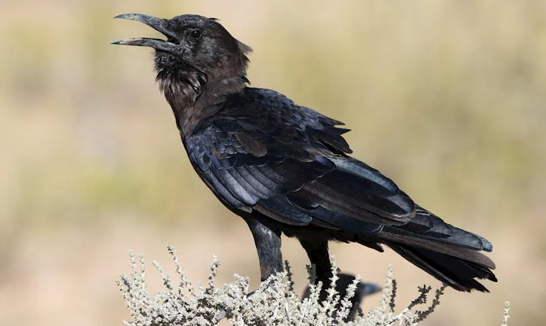 Пътят на Силвия: Отвъд илюзията за щастие