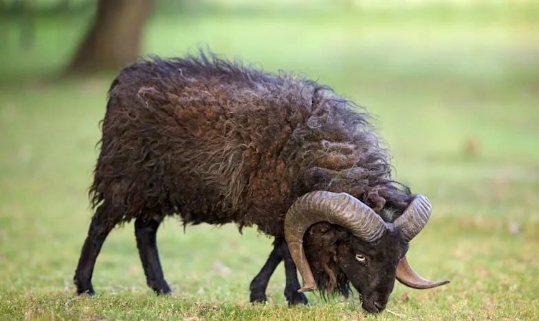 Съседът ми носи цветя и шоколади, а съпругът ми е бесен: Къде е границата между учтивост и предателство?