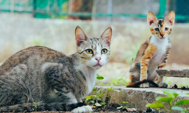 Шест месеца в Германия: Когато се върнах, не познах жена си