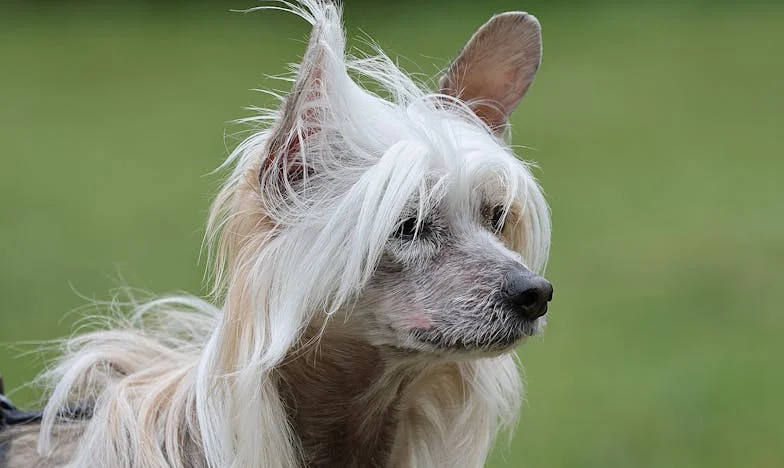 „Срам ни е пред съседите“ – Историята на една късна любов