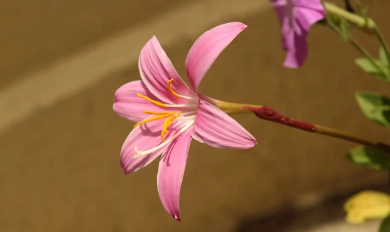 Старата маса и новите рани: Една история за семейни сблъсъци