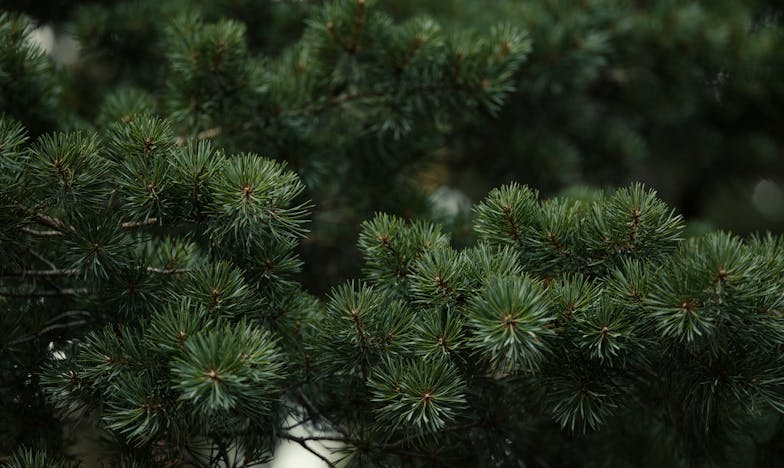 Старите души в малки тела: Историята на едно бебе, което прилича на дядо си