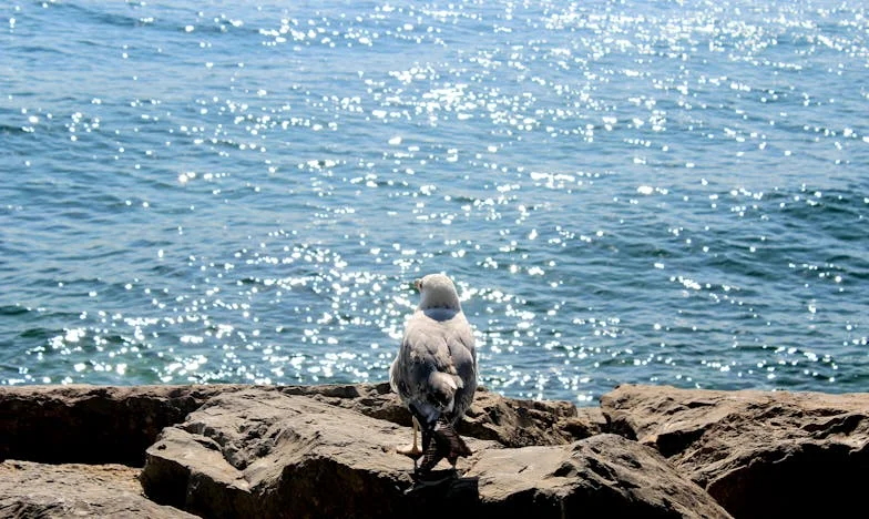 Сянката на миналото: Историята на едно българско семейство и тяхното осиновено дете