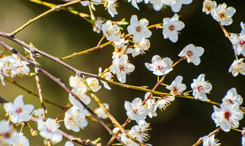 Тежестта на традицията: Един рожден ден в сянката на очакванията