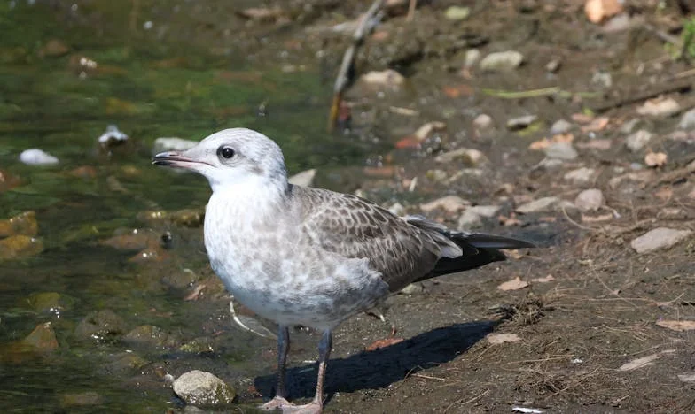 Трябва ли да жертвам щастието си заради семейството? Историята на Елица