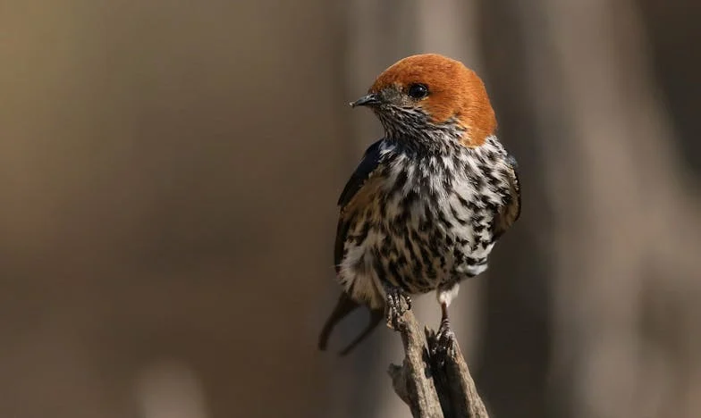 Думата, която спаси дъщеря ми – истинска история от български дом