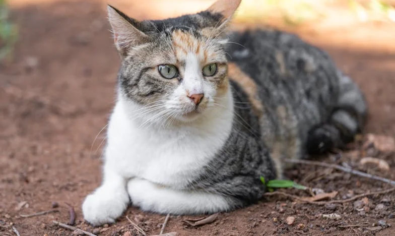 „Избери между мен и кучето!“ – История за разбитото семейство и втория шанс