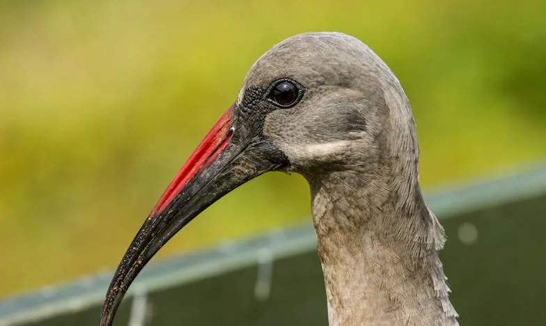 Къщата, която построих за чужди мечти