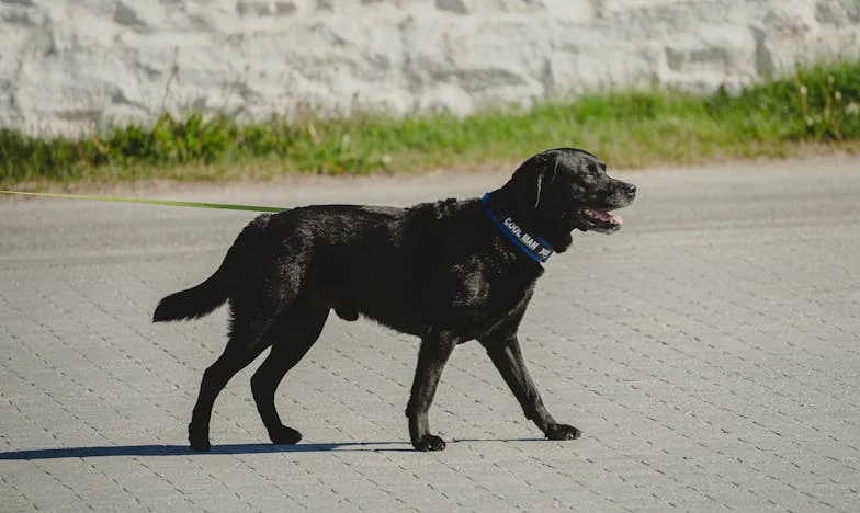 Ключът към дома: Когато границите се превърнат в бойно поле
