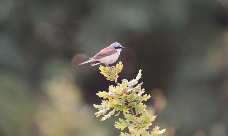 Когато помощта на свекървата се превърна в бреме
