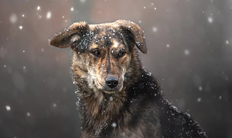 Когато свекървата донесе кофа с презрели краставици: Лятната буря в нашето семейство