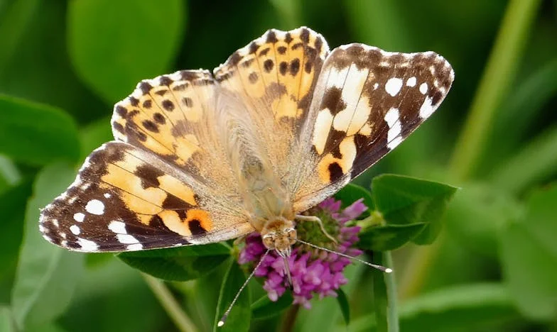 Когато тишината крещи: Историята на една българска майка между гордостта и нуждата от помощ