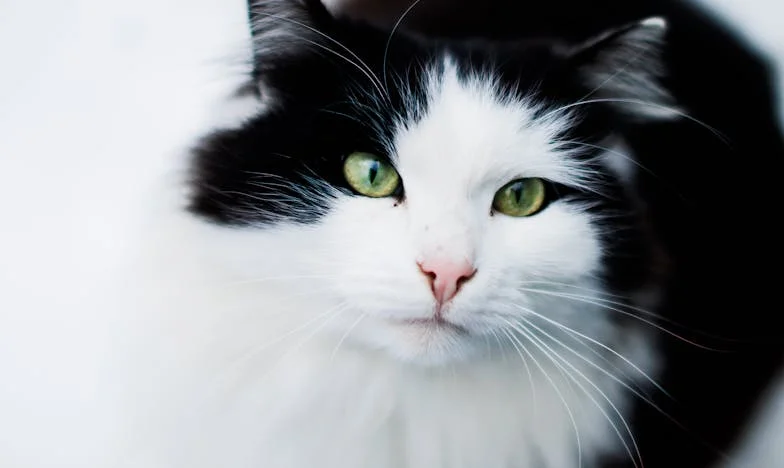 Когато тригодишният ми син отвори вратата на полицията: Бягството ни от домашния ад