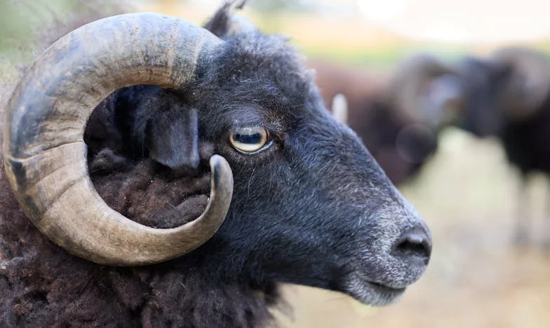 Месец до края: Когато домът се превърне в битка