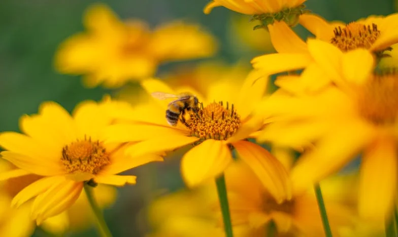 Между две майки: Моята битка за дом и душевен мир
