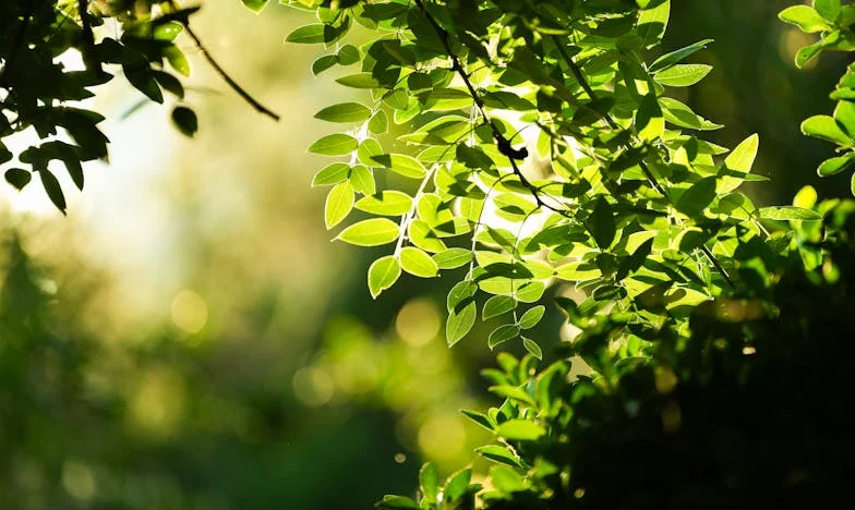 Между две майки: Сърце, разкъсано между дълга и любовта