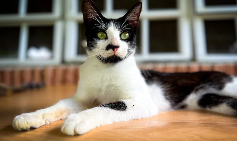 Между руини и мечти: Моят лято в старата къща край Пирин