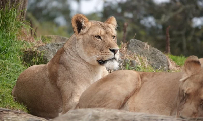 Между стените на тишината: Как намерих мир, когато свекървата ми отказа да си тръгне