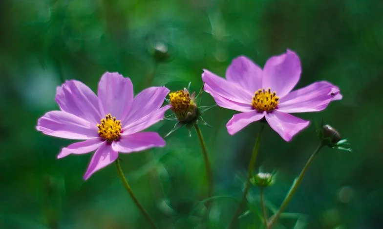 Между вярата и болката: Моята битка за семейството ми