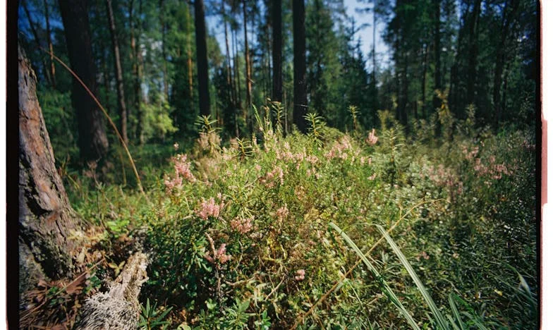 Непознати под един покрив: История за загубата, новото начало и градината на надеждата