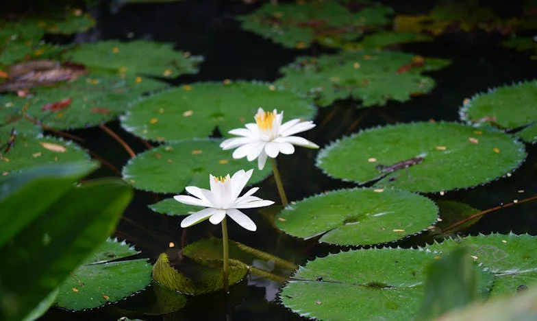 Несправедливото наследство: Историята на една българска фамилия