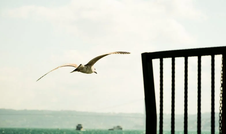 Плес в сенките: История за втората възможност след инсулт