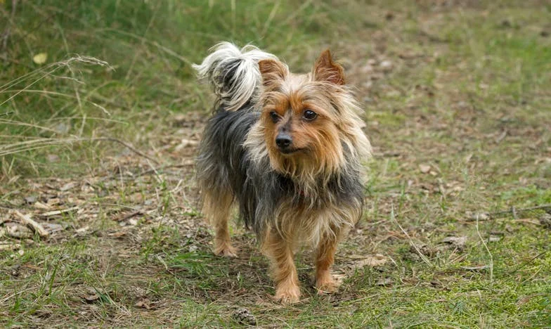 Под един покрив с тиранин: Мълчаливият вик на една българка