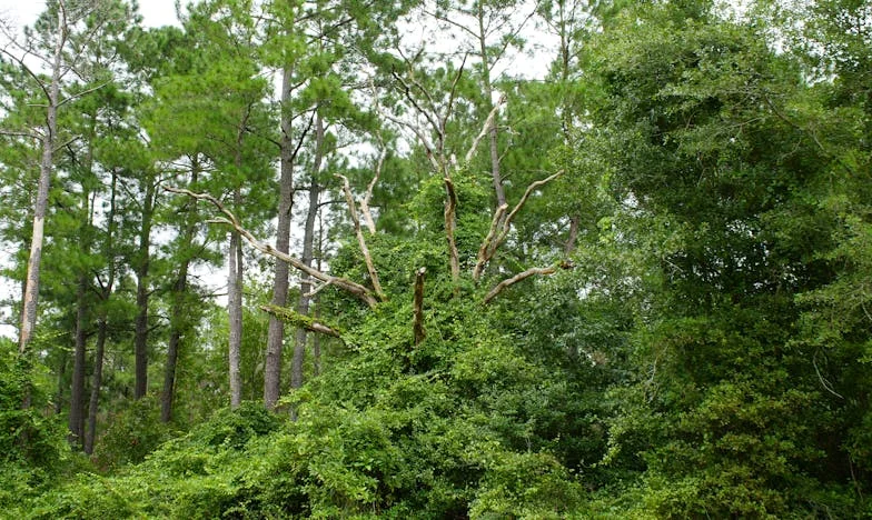 Сълзи и прошка: Как приех снаха си Мария в сърцето си