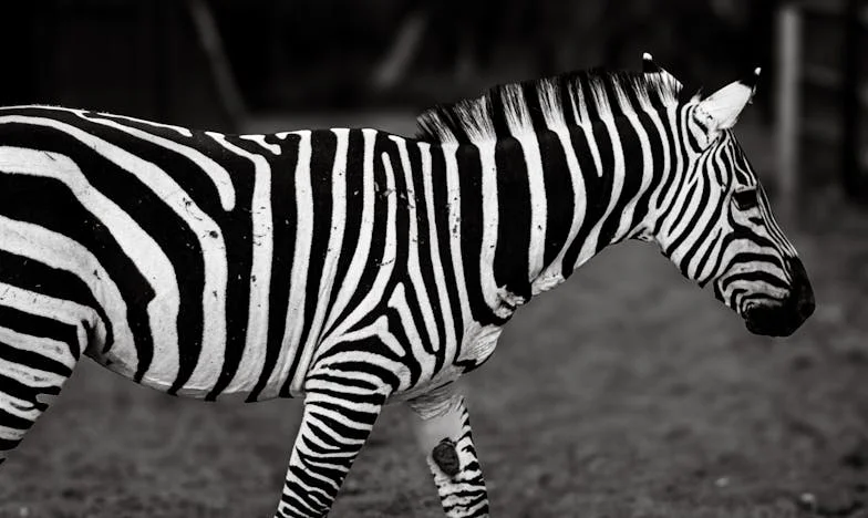 Семейната трапеза, която никога не се подреди