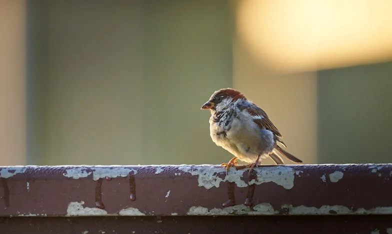 Сестра ми Мария – когато любовта остава без отговор