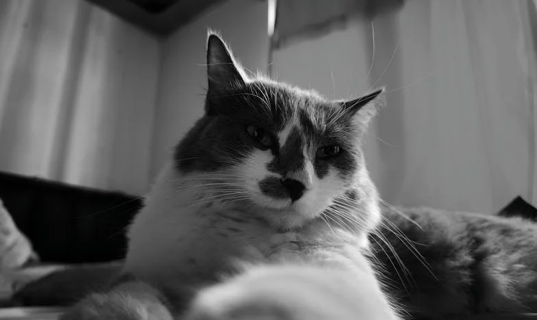 Сянката на госта: Когато стаята ми вече не е моя