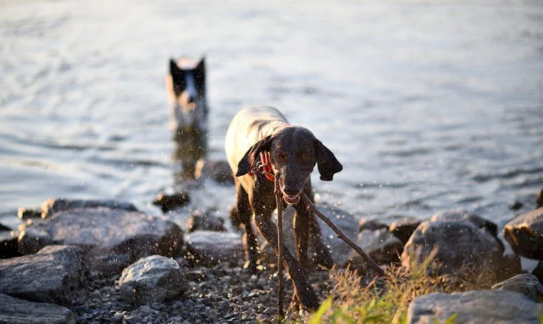 Сянката под покрива – история за това как семейството може да разбие и излекува сърцето