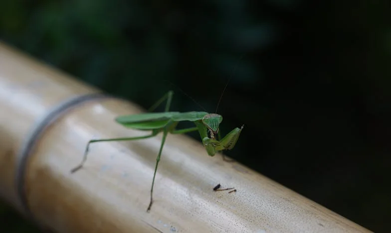 Вяра в бурята: Как се борих заедно с мама срещу бедността